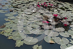 Waterlily