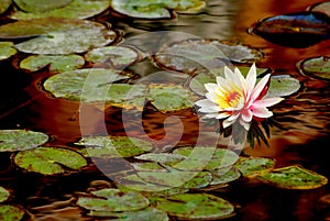 The waterlily photo