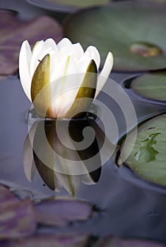 Waterlily