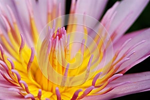 Waterlily photo