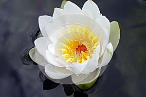 Waterlily