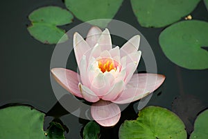 Waterlily