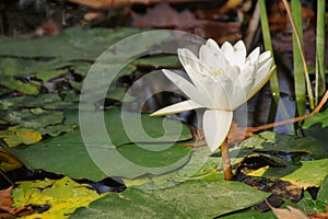 Waterlily aquatic flower (nymphaea alba)