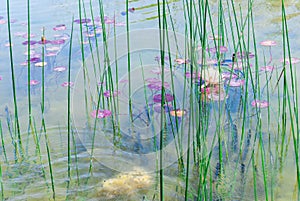 Waterlily in Ariel Sharon park , Israel