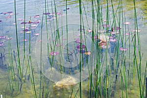 Waterlily in Ariel Sharon park , Israel