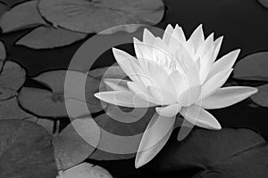 Waterlily in black and white