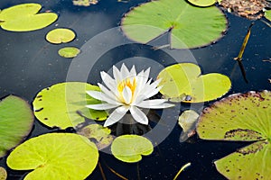 Waterlily in bloom on a serene lake