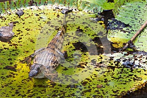 Waterlily and Caiman in Amazon