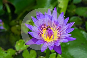 Waterlily