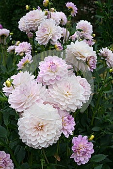 Waterlily Dahlias white with lilac petal tips Outdoor Daylight