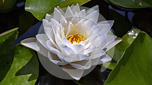 Waterlily floating in a garden pond