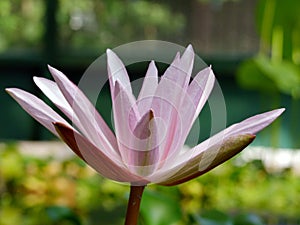 Waterlily flower