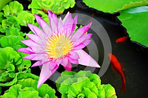 Waterlily Flower and Carps