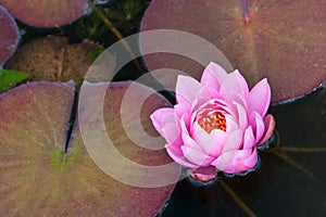 Waterlily flower - Nymphaea Pink Ribbon