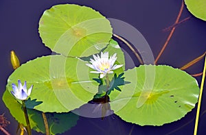 Waterlily flower and pads on a blue pond