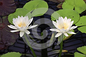 Waterlily flowers