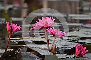 Waterlily flowers