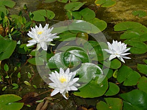 Waterlily flowers