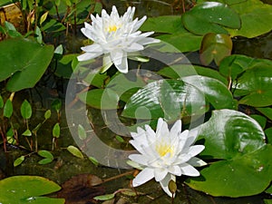 Waterlily flowers