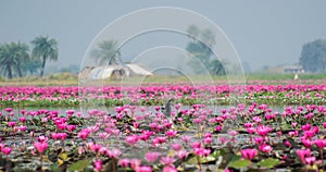 Waterlily Flowers and Cormorant in a Lake