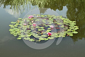 Waterlily flowers and a frog