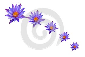 Waterlily flowers or lotus flowers isolated on white background. Symbol of Buddhism, Thai religion.