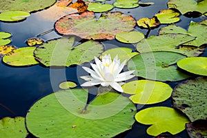 Waterlily in full daylight on the lake