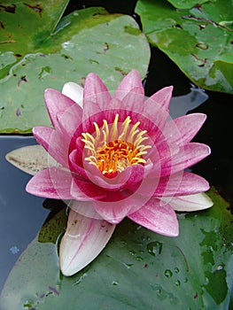 Waterlily on garden pond