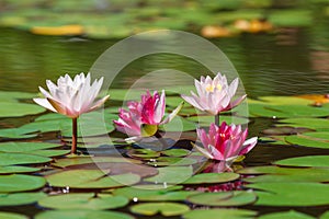 Waterlily in garden pond