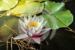 Waterlily in garden pond with yellowish water