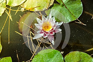 Waterlily in garden pond with yellowish water