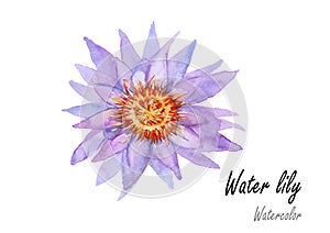 Waterlily .Hand drawn watercolor painting on white background.Vector illustration