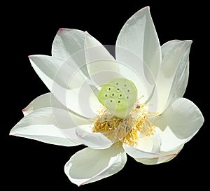 Waterlily isolated