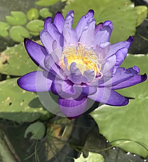 Waterlily isolated in a lake