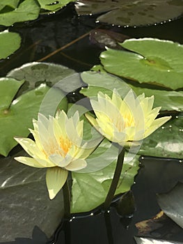 Waterlily isolated in a lake