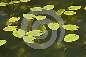 Waterlily leaf