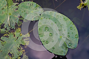 Waterlily leaf with drops of water