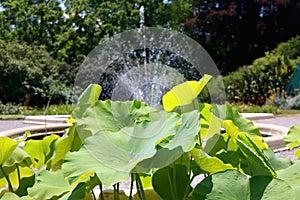 Waterlily Leaves