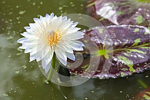 Waterlily, lotus blooming in the tropical garden