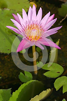 Waterlily Lotus Flower photo