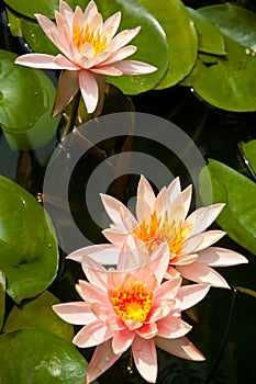 waterlily or lotus flower