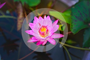 Waterlily or lotus flower on blur background.