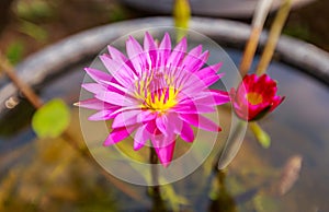 Waterlily or lotus flower on blur background.