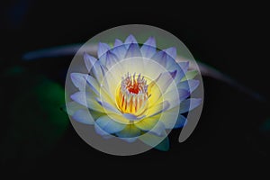 Waterlily or lotus flower on blur background.