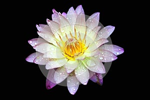 Waterlily or lotus flower isolated on black background.