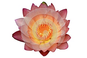 Waterlily or lotus flower isolated on white background.