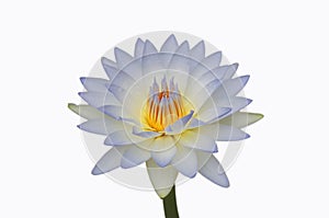 Waterlily or lotus flower isolated on white background.