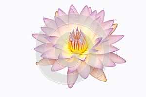 Waterlily or lotus flower isolated on white background.