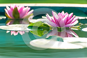 Waterlily or lotus flower in pond