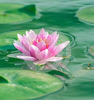 Waterlily or lotus flower in pond